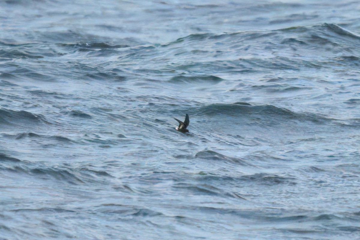 European Storm-Petrel - ML636890857