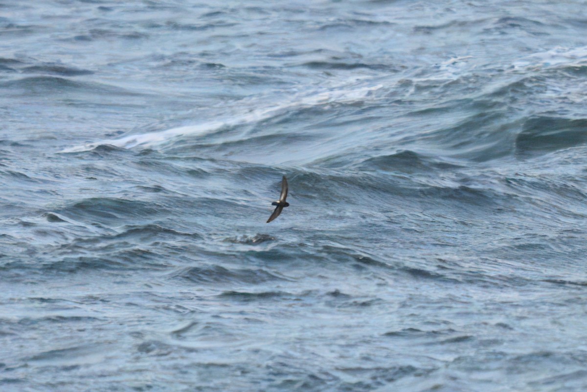European Storm-Petrel - ML636890858