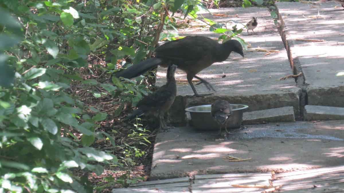 Plain Chachalaca - ML636890862