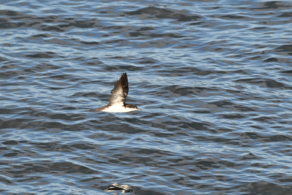 Galapagos Shearwater - ML636890867