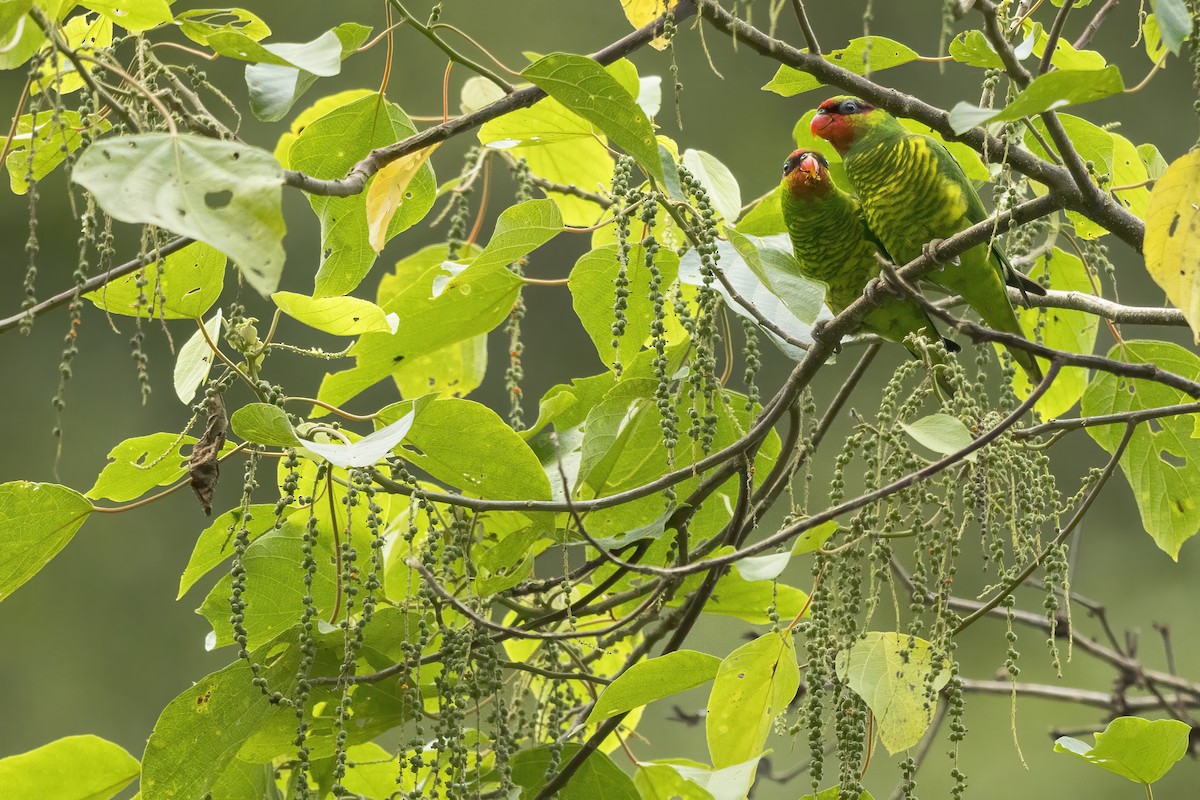 Mindanao Lorikeet - ML636890933