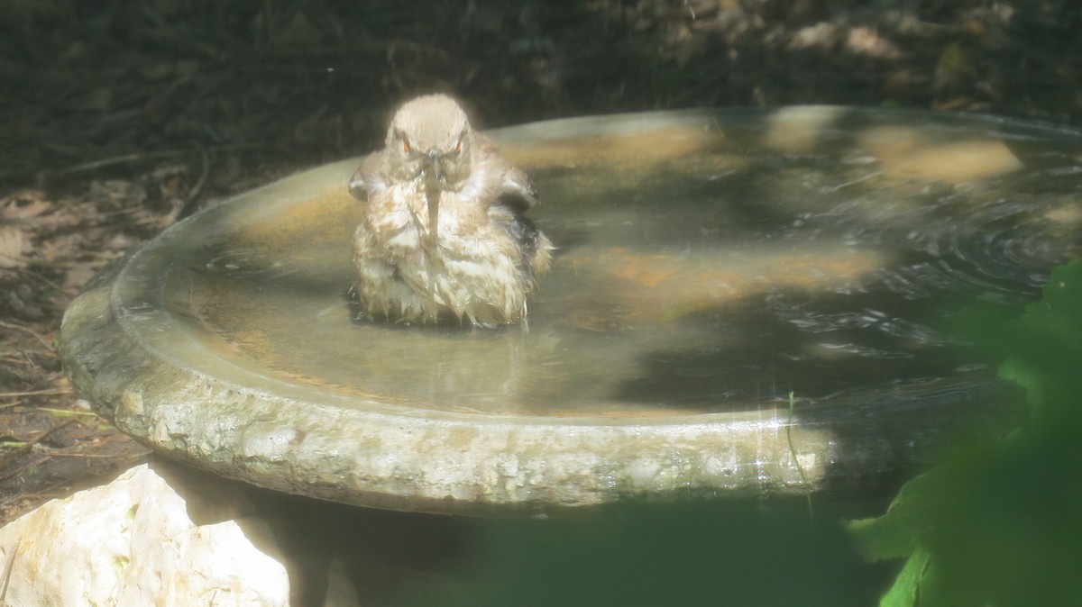 Curve-billed Thrasher (curvirostre Group) - ML636890943