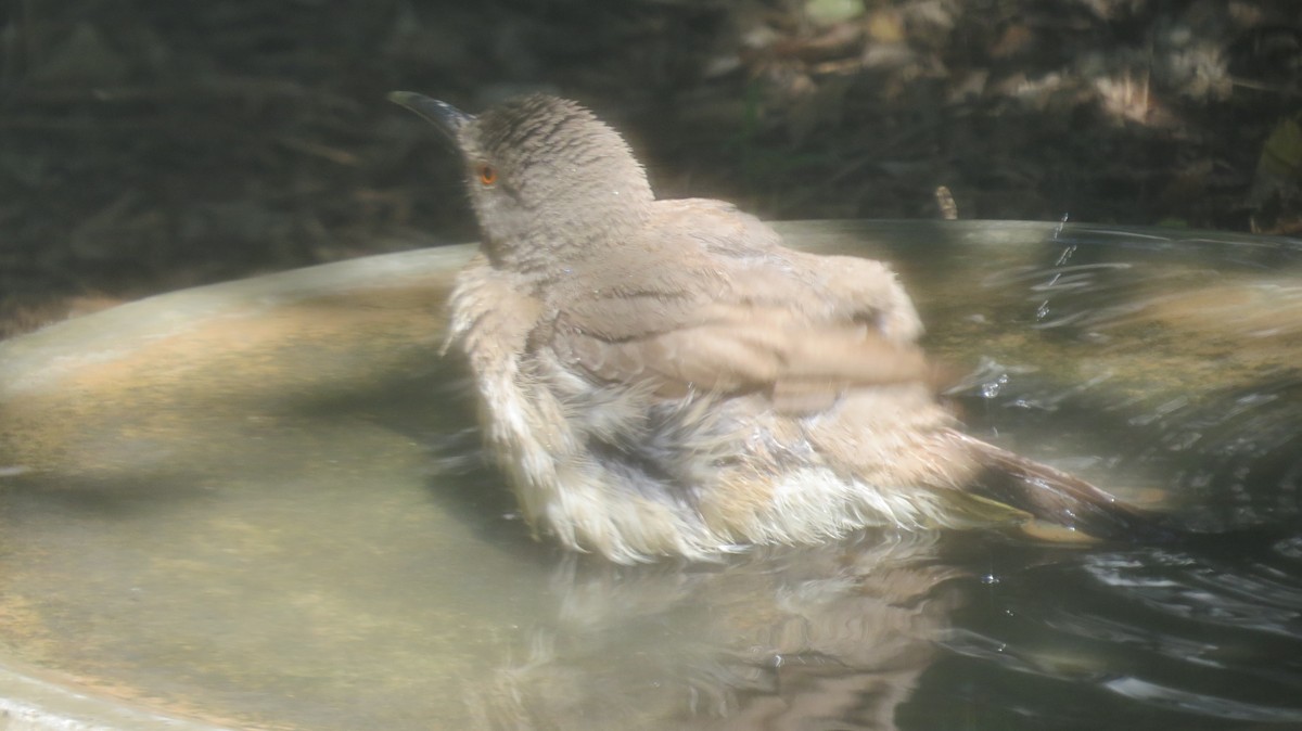 Curve-billed Thrasher (curvirostre Group) - ML636890995