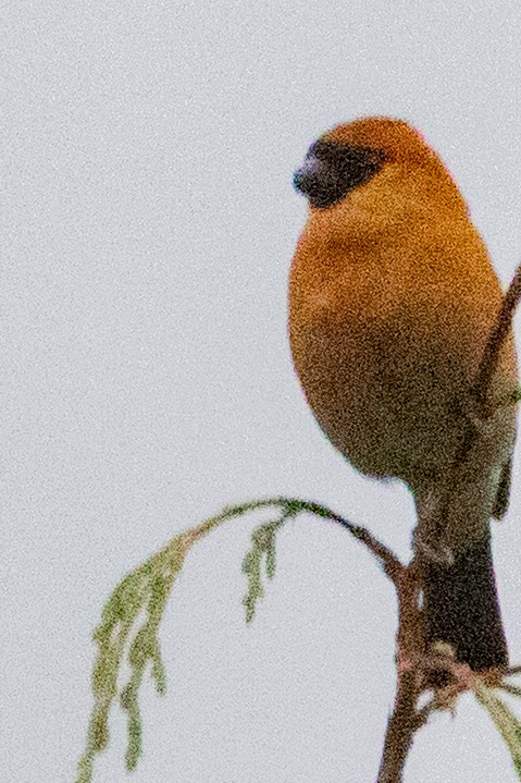 Red-headed Bullfinch - ML636891013