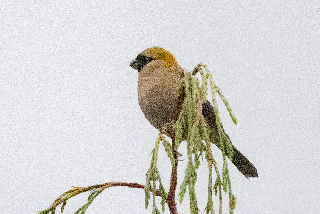 Red-headed Bullfinch - ML636891015