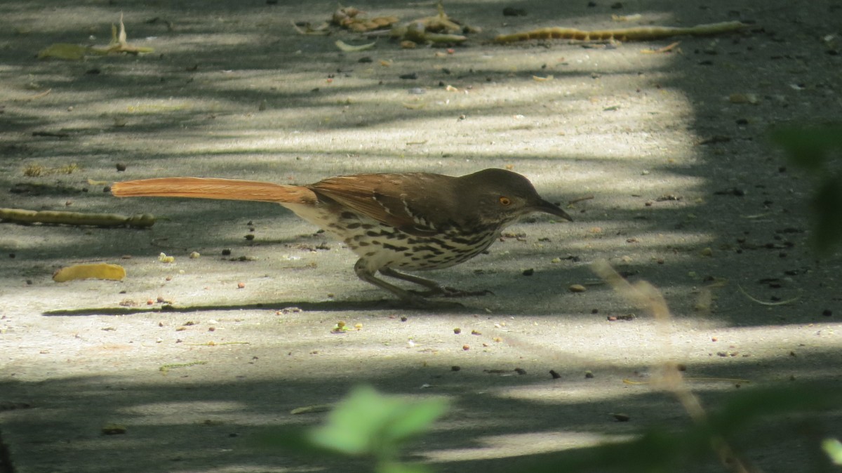 Long-billed Thrasher - ML636891073