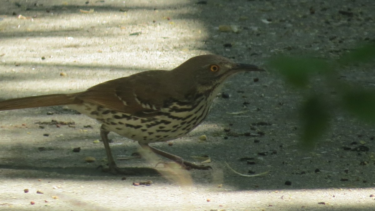 Long-billed Thrasher - ML636891095