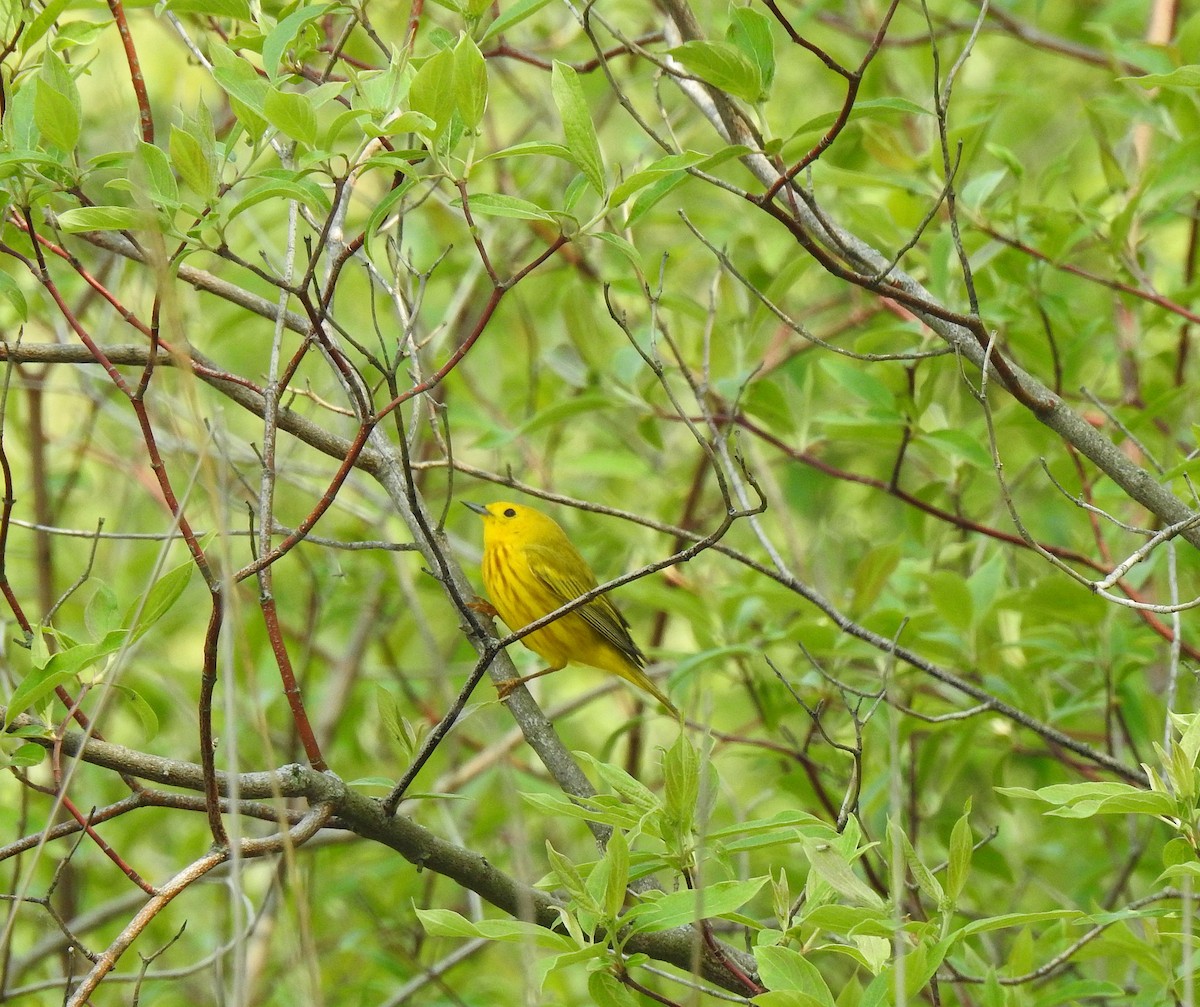 Northern Yellow Warbler - ML636891199