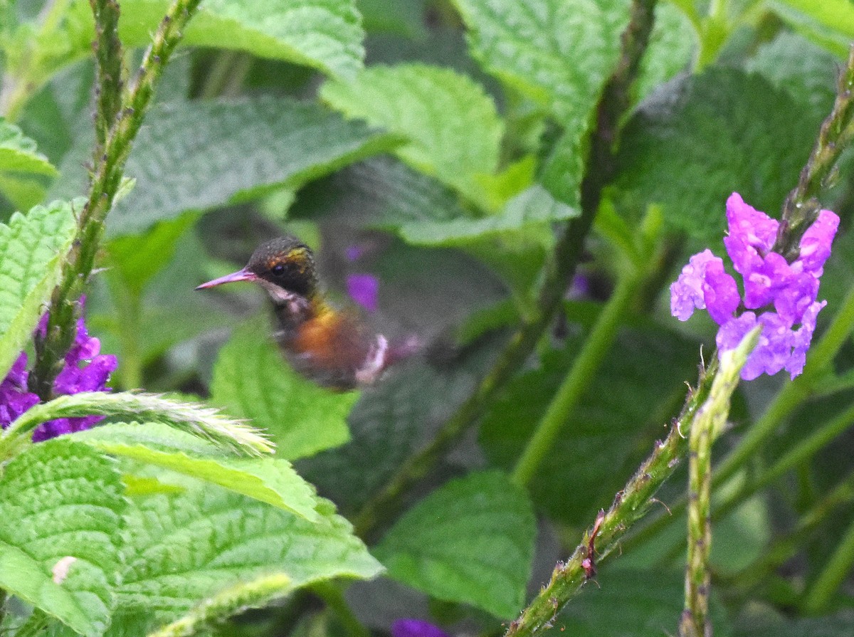 Black-crested Coquette - ML636891254