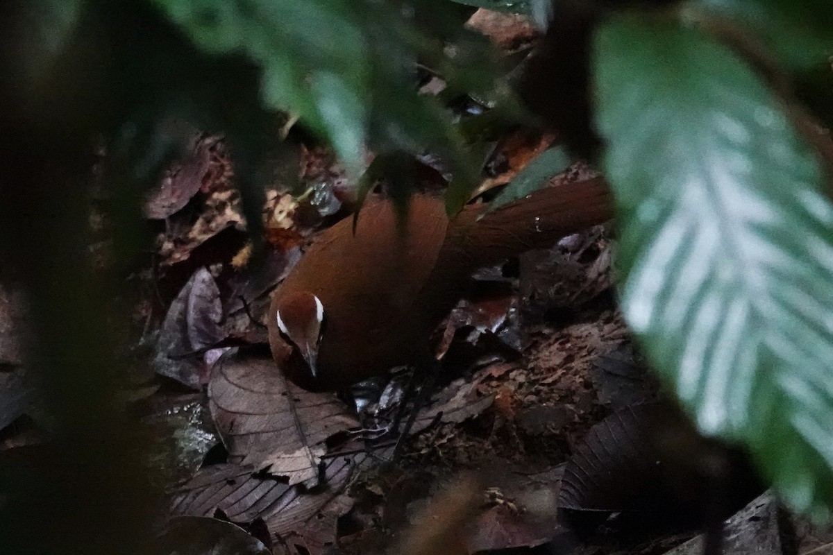 Malaysian Rail-babbler - ML636891284
