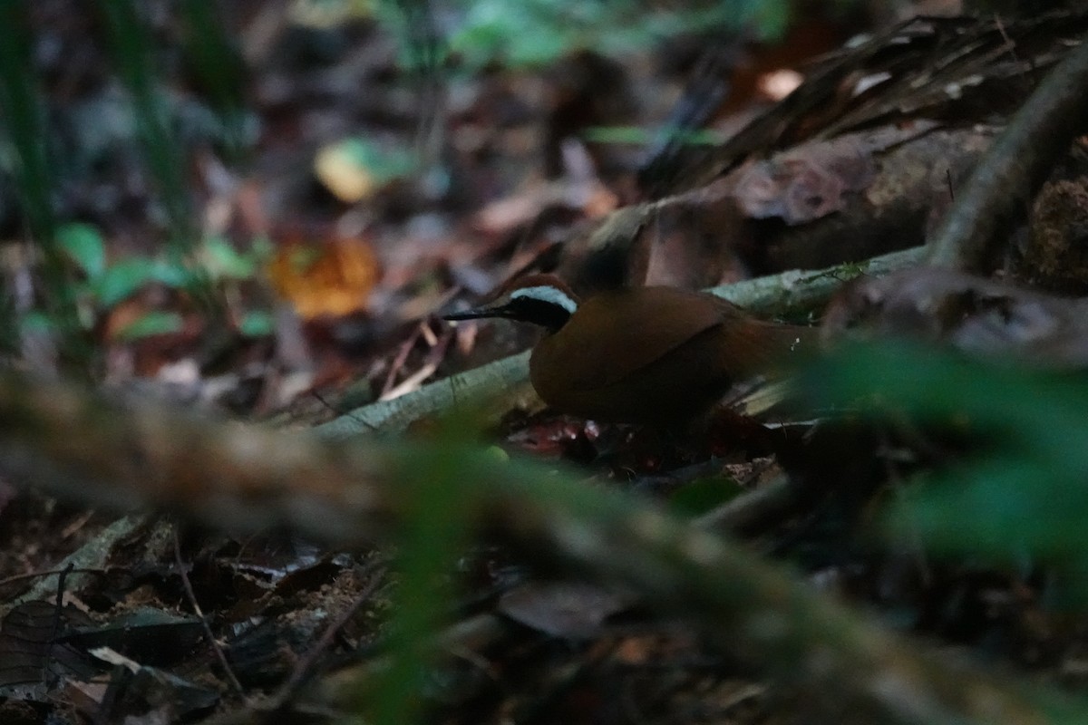 Malaysian Rail-babbler - ML636891285