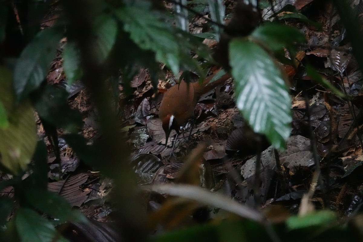 Malaysian Rail-babbler - ML636891286