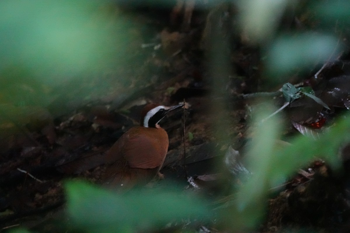 Malaysian Rail-babbler - ML636891287