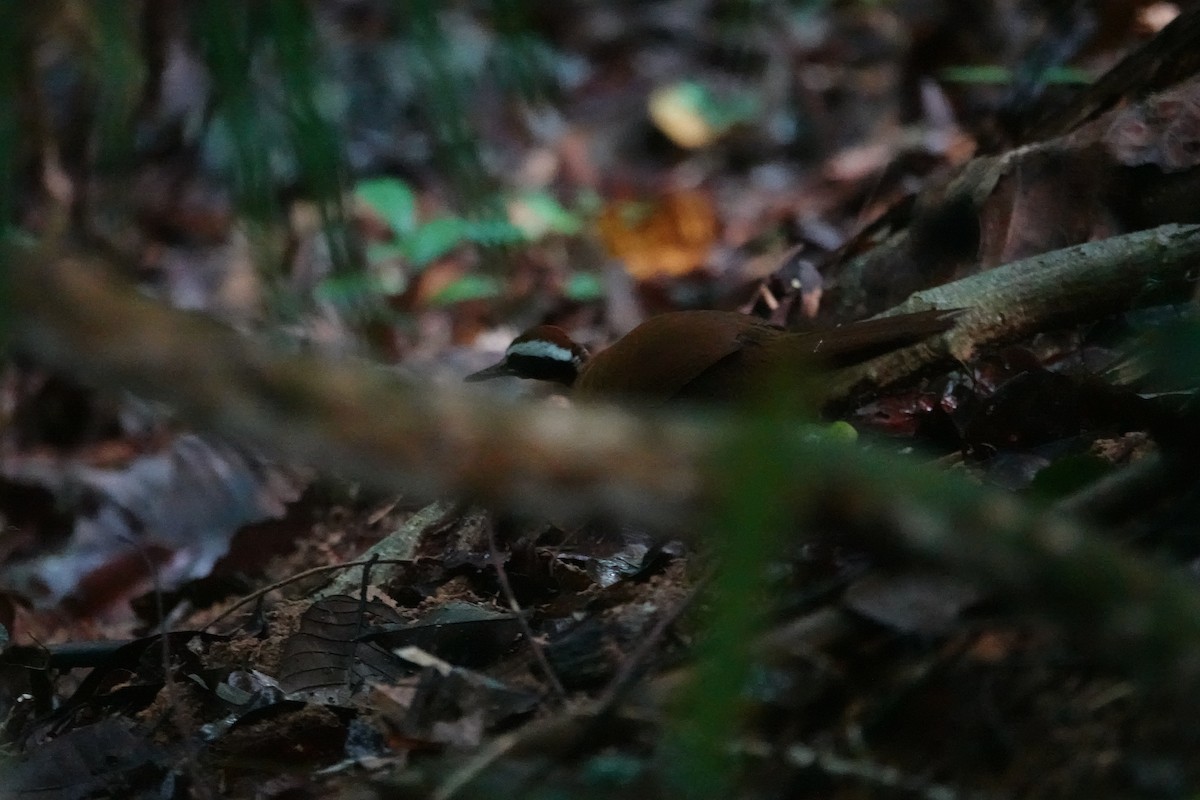 Malaysian Rail-babbler - ML636891288