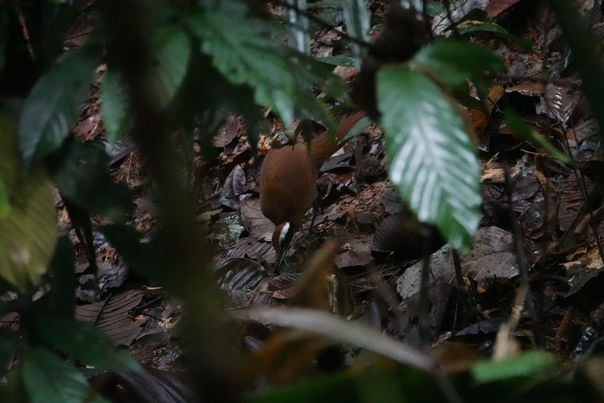 Malaysian Rail-babbler - ML636891289