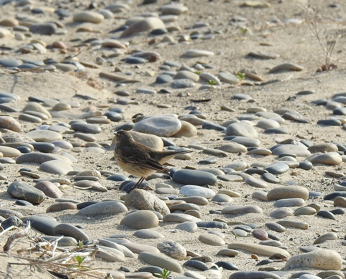 American Pipit - ML636891313