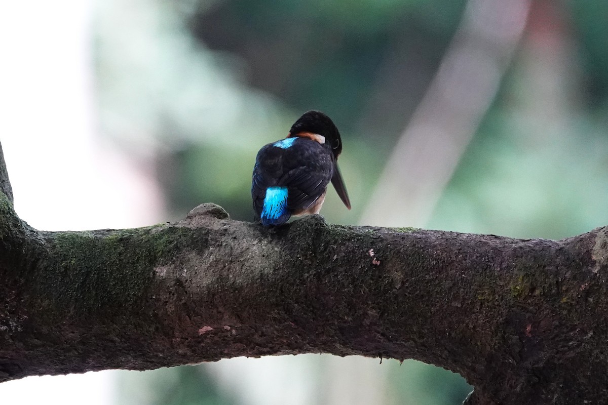Malaysian Blue-banded Kingfisher - ML636891402