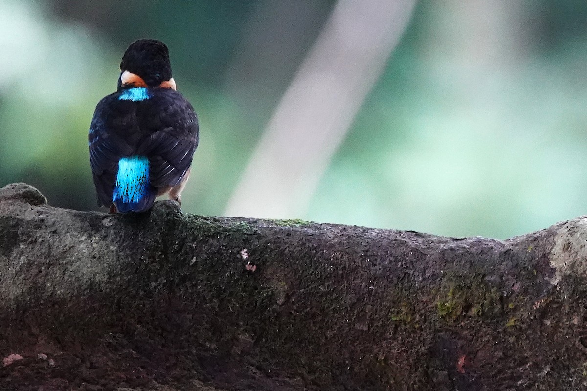 Malaysian Blue-banded Kingfisher - ML636891403