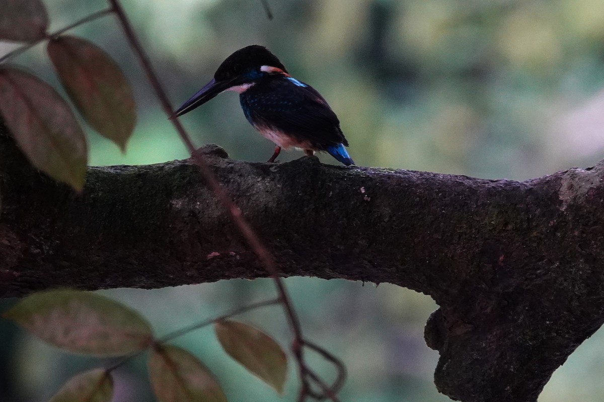 Malaysian Blue-banded Kingfisher - ML636891404