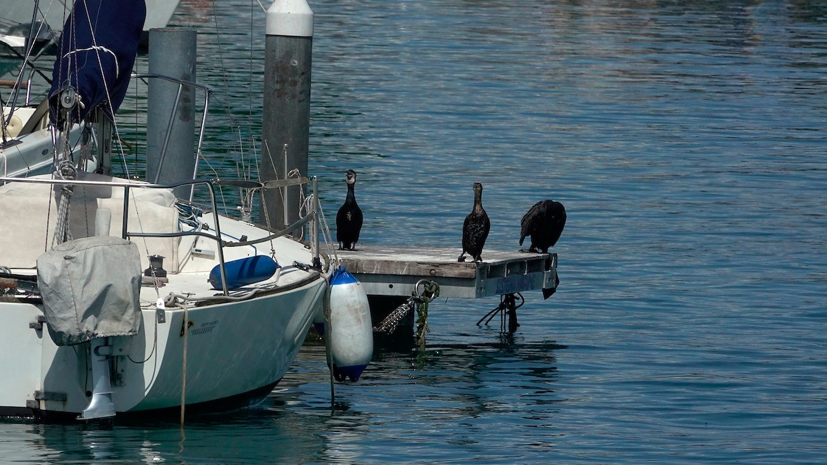 Great Cormorant - ML636891454