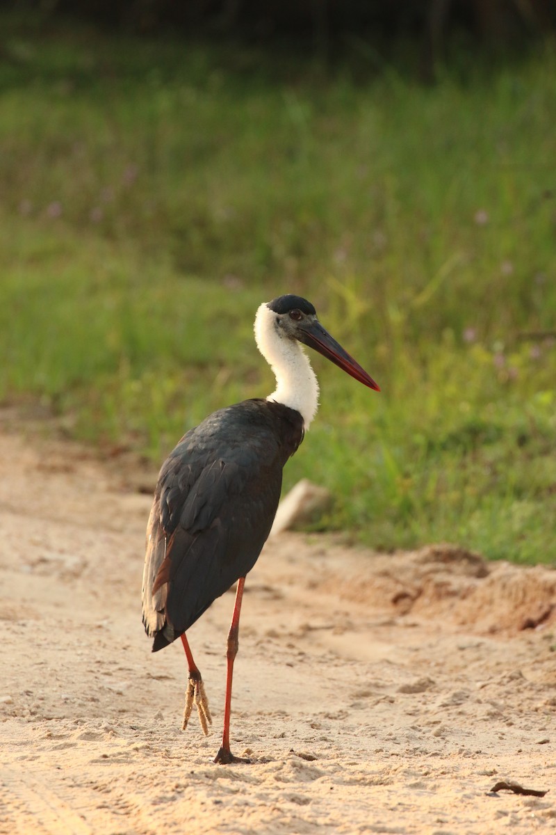 Asian Woolly-necked Stork - ML636891569