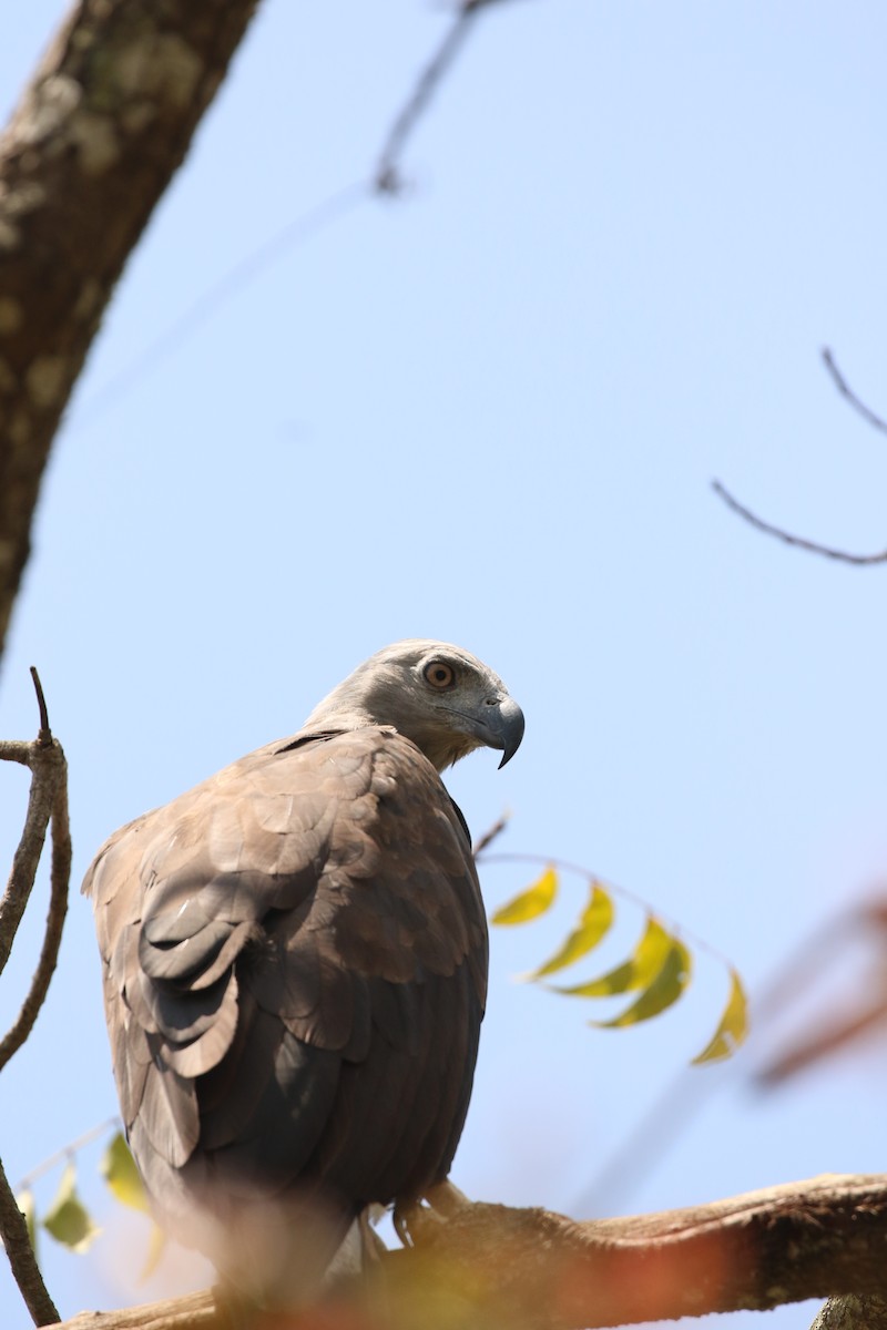 Gray-headed Fish-Eagle - ML636891612