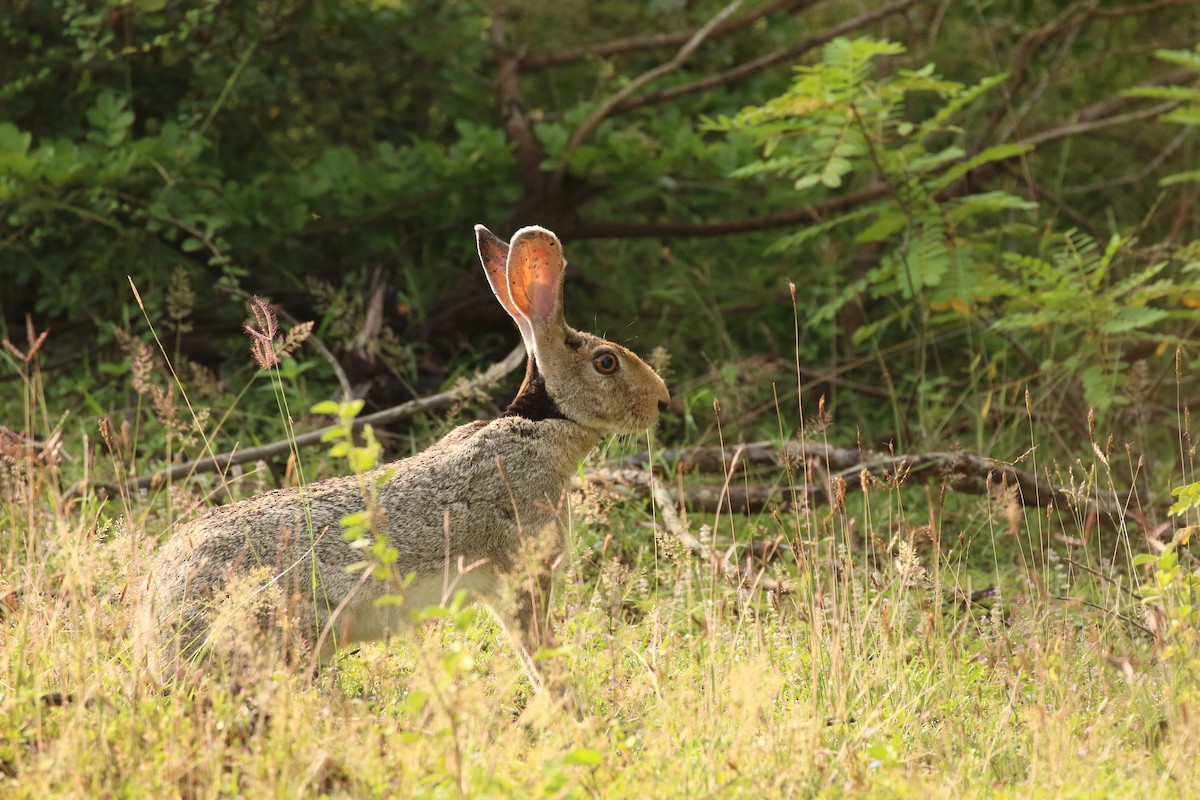 Indian Hare - ML636891706