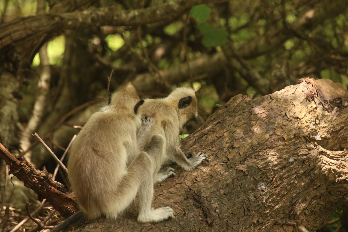 Tufted Gray Langur - ML636891707