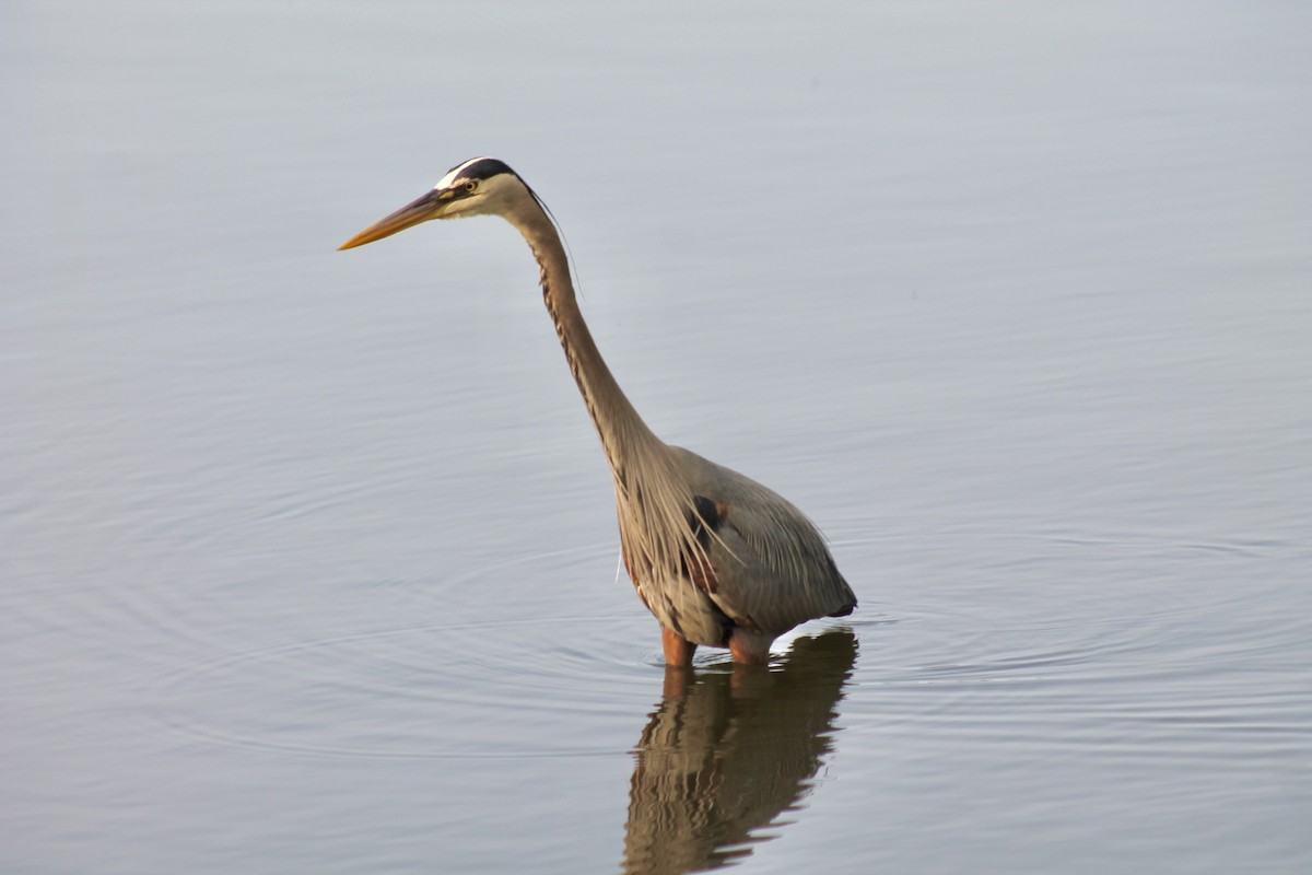 Garza Azulada - ML636891759
