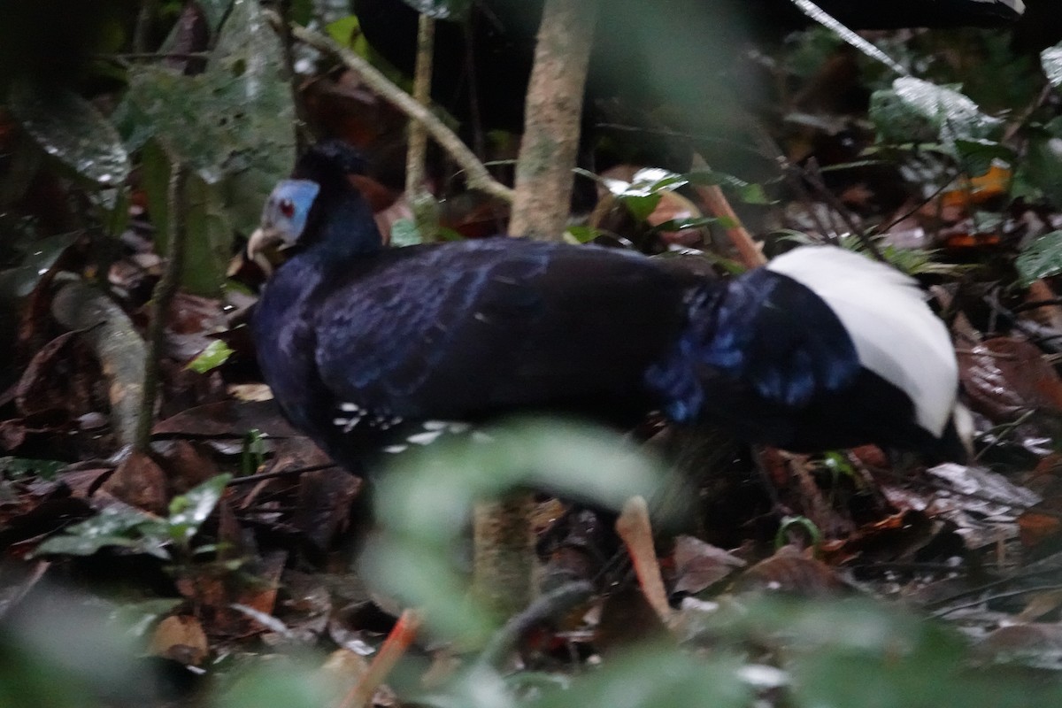 Malayan Crested Fireback - ML636891772