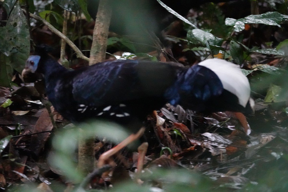 Malayan Crested Fireback - ML636891774