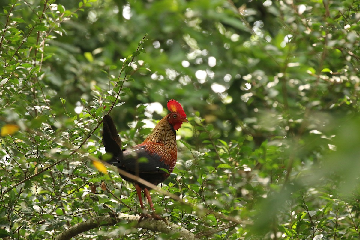 Sri Lanka Junglefowl - ML636891810