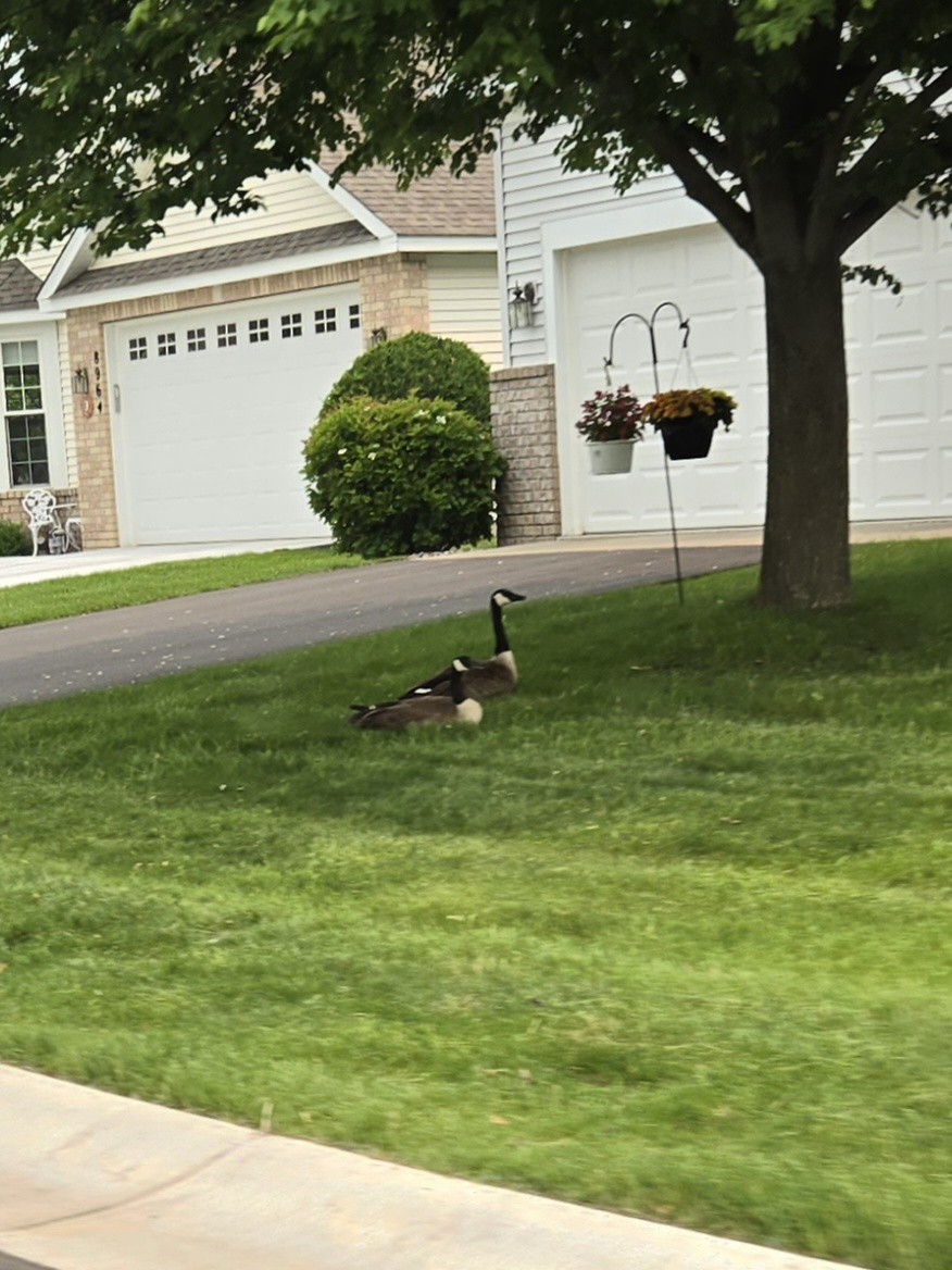 Canada Goose - ML636891874