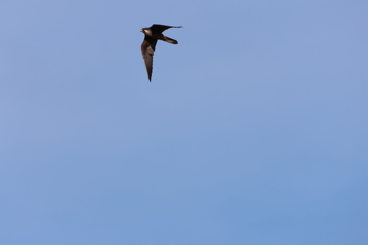 Eleonora's Falcon - ML636891875