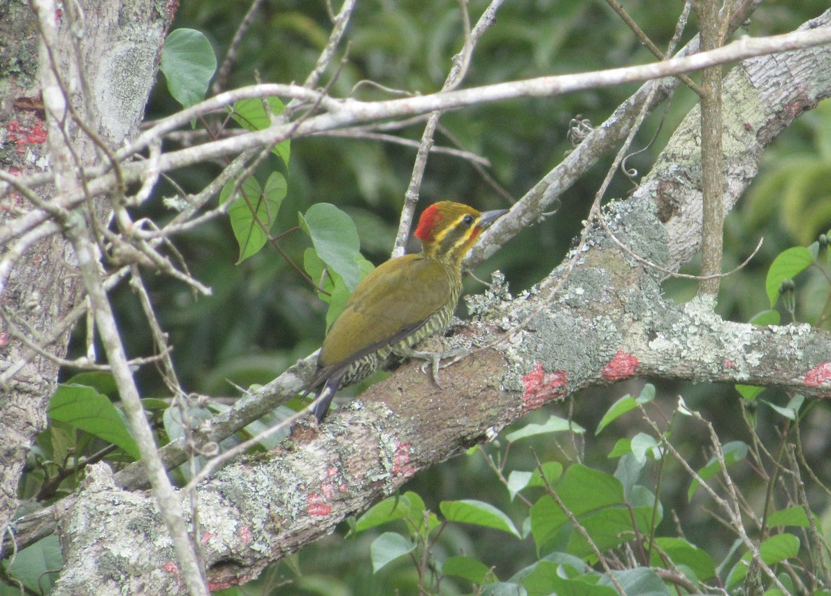 White-browed Woodpecker - ML636891942