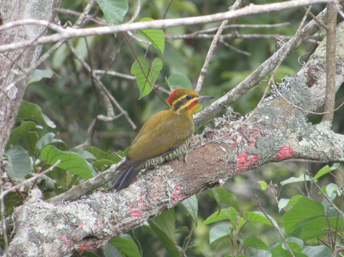 White-browed Woodpecker - ML636891943