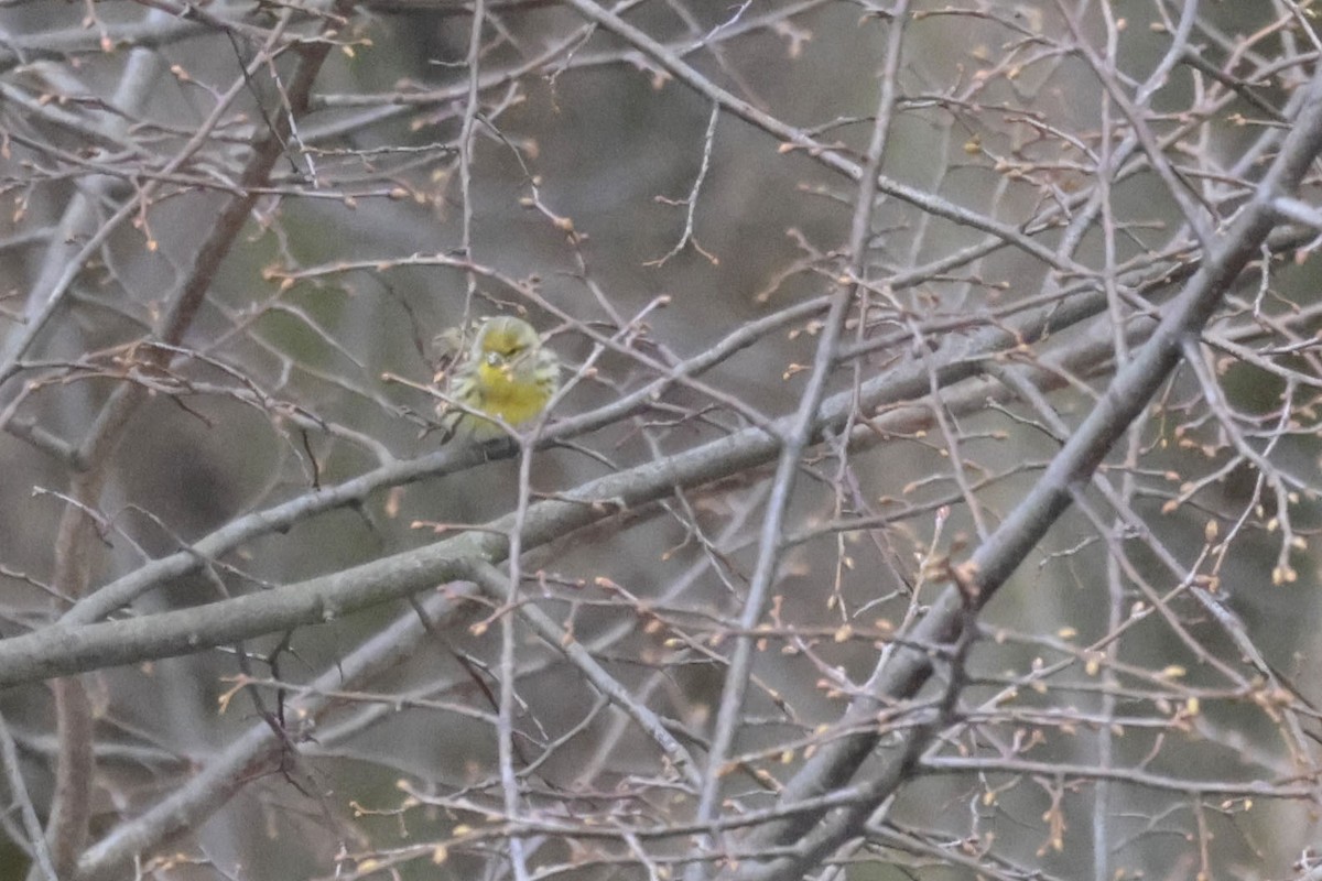 Txirriskila arrunta - ML636891976