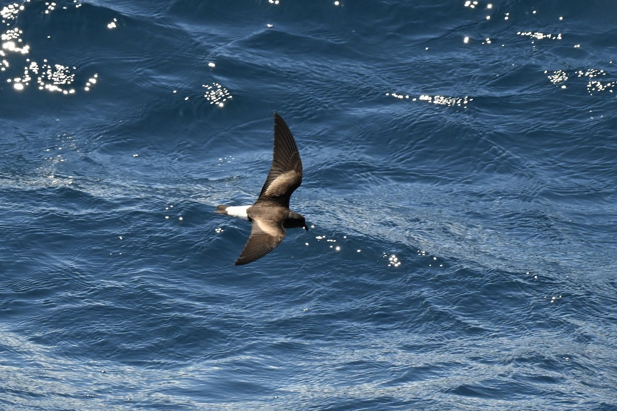 Wedge-rumped Storm-Petrel - ML636892002