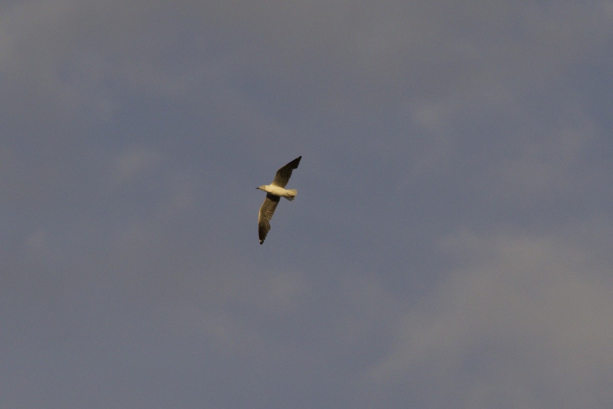 Gray-hooded Gull - Michelle Martin