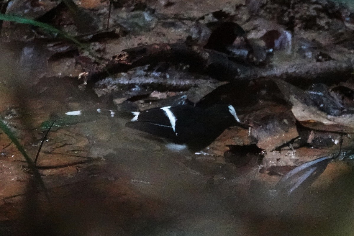 White-crowned Forktail - ML636892045