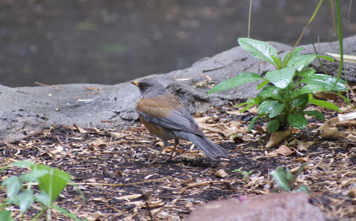 Rufous-backed Robin - ML636892068
