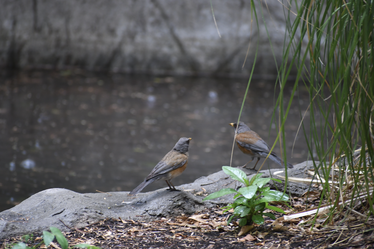 Rufous-backed Robin - ML636892072