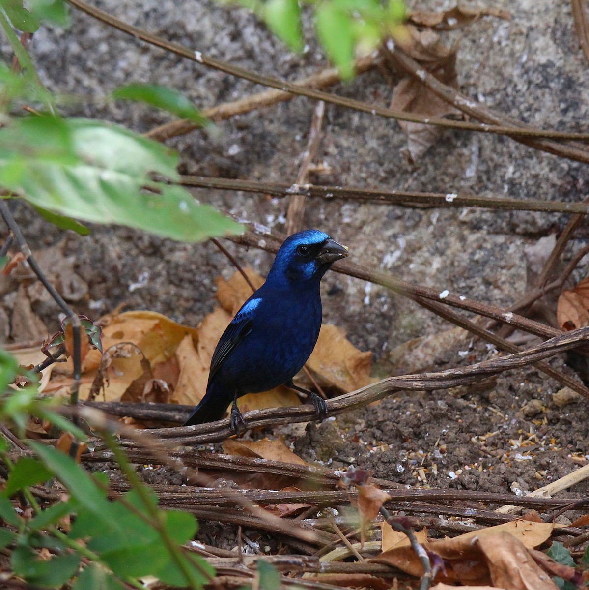 Blue Bunting - ML636892081