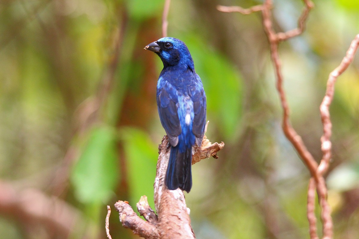Blue Bunting - ML636892083