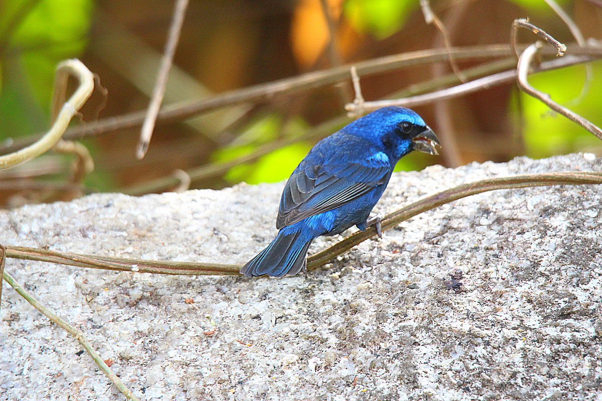 Blue Bunting - ML636892085