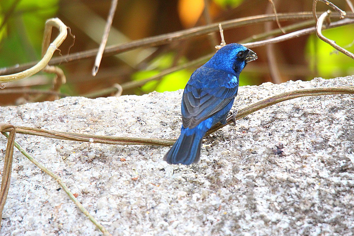 Blue Bunting - ML636892088