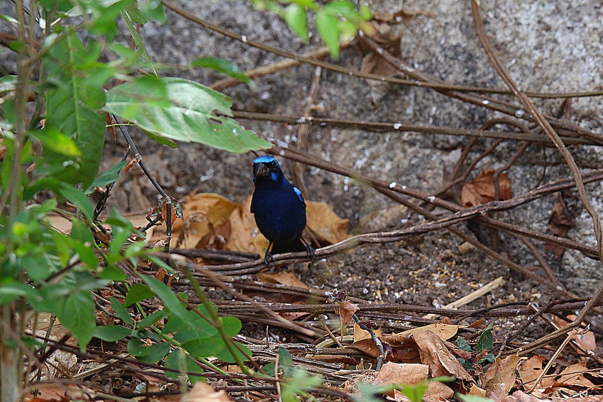 Blue Bunting - ML636892090
