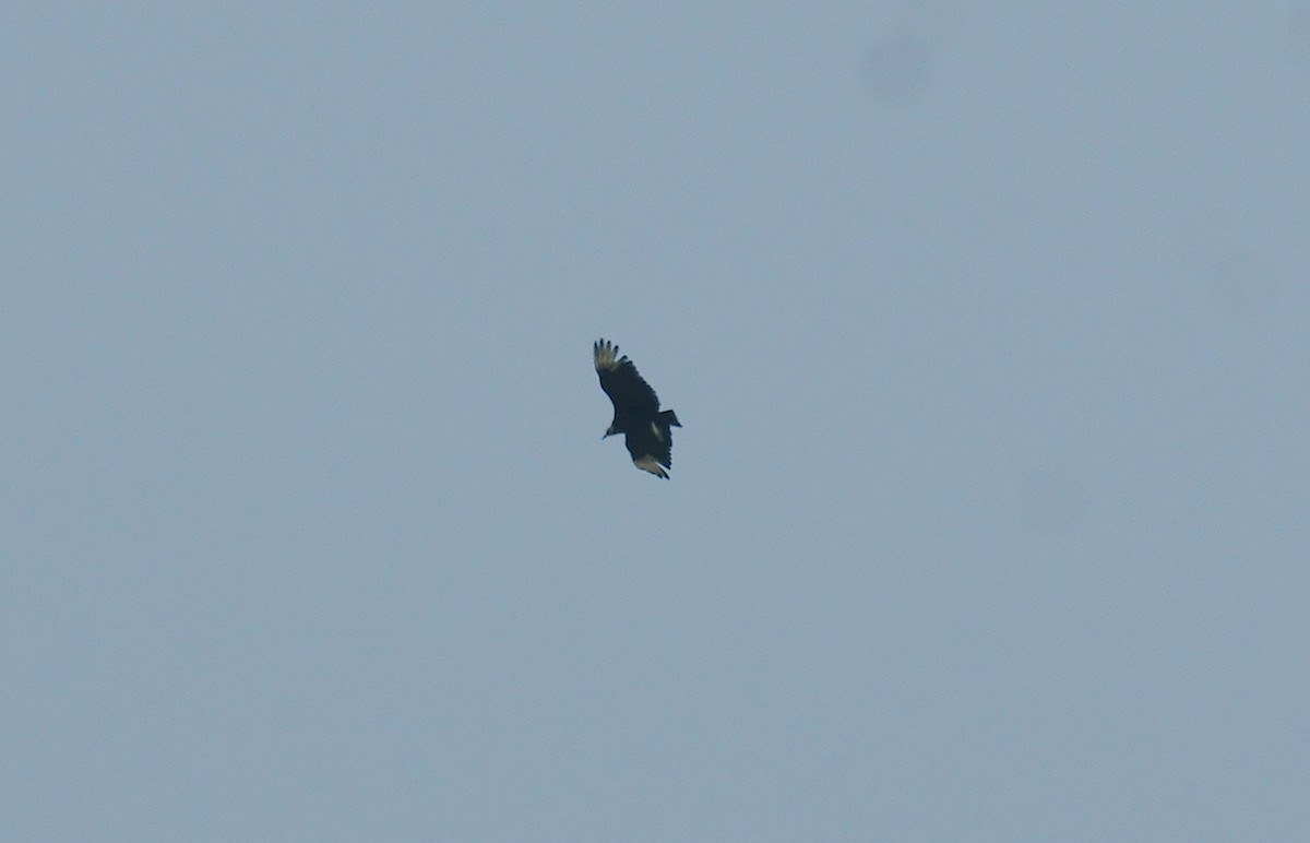 Black Vulture - ML636892119