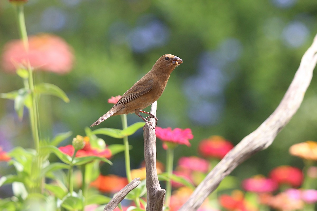 Blue Bunting - ML636892215