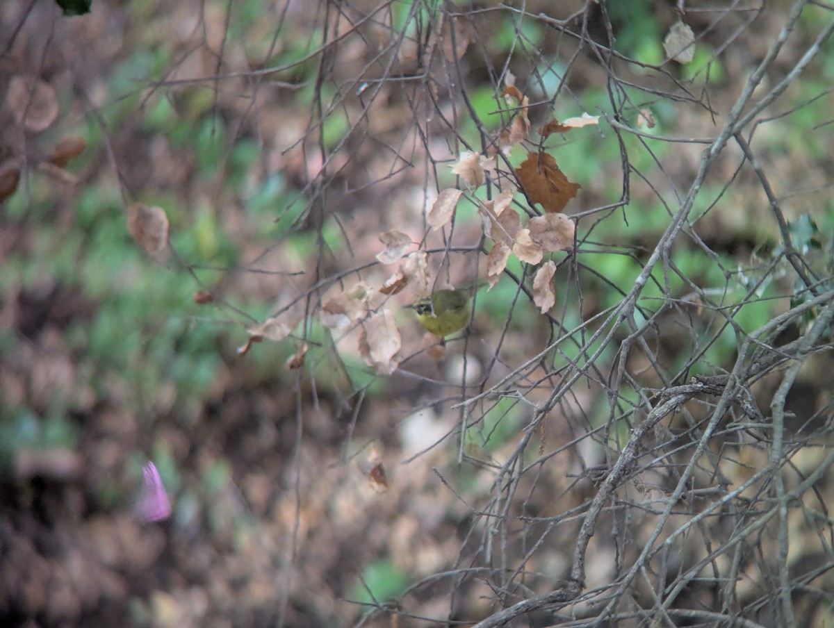 Orange-crowned Warbler - ML636892318